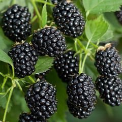 Blackberry Black Satin 2l pot available in September 2024