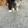 kittens Image 4