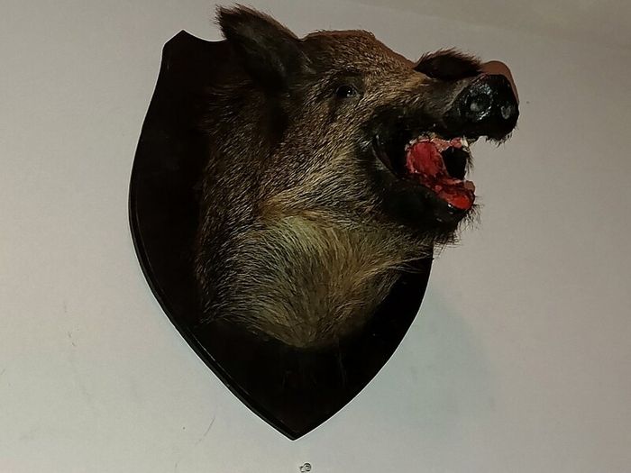 Large wild boar taxidermy mounted