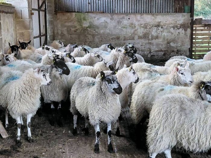 Ewe lambs Hoggot breeders.