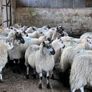 Ewe lambs Hoggot breeders. Image 5