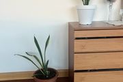 Plants - Sword Lillies 4x
