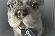French Bulldog ornament
