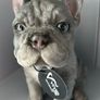 French Bulldog ornament Image 7