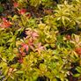 Summer Bedding Plants Image 9