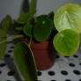 House plants Image 2
