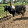Dairy stock Image 2
