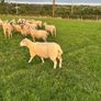 Top quality hogget ewes Image 3