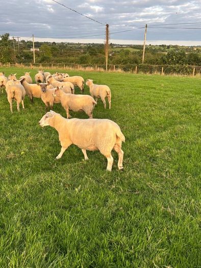 Top quality hogget ewes