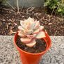 plant Image 3