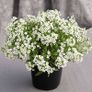 (A) Alissum Benthamii seeds 0.5g (approx. 1250 seeds) (414178) Image 4