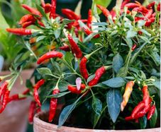 chilli plant