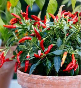 chilli plant