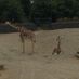 rushhall