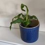 house plants Image 4