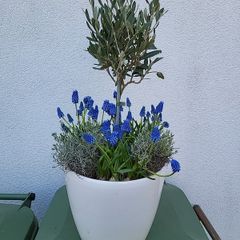 Olive tree planter.