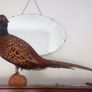 Taxidermy ring neck pheasant. Image 4
