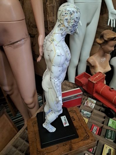Anatomical Male Mannequin
