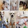 Dog Surgery Recovery Sleeve for Front Legs, Pet Prevent Licking Wound Elbow Brace Protector Dogs Hip Joint Protector Recovery Sleeves(Black,XL Image 4