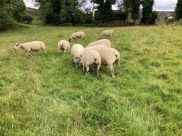 Hoggets