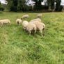 Hoggets Image 8