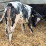 10 Continental Heifers - Image 4