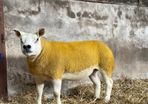 Pedigree Texel gimmers for sale