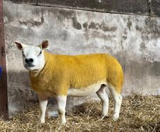 Pedigree Texel gimmers for sale
