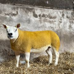 Pedigree Texel gimmers for sale