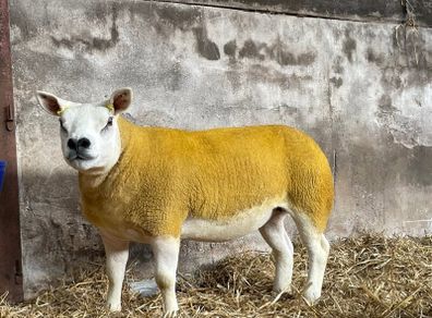 Pedigree Texel gimmers for sale