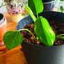 plant - Epipremnum aureum Image 5