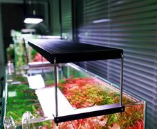Chihiros Light