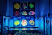 UV Blacklight Coral Reef Wall Art Painting