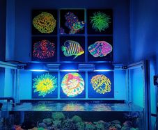 UV Blacklight Coral Reef Wall Art Painting
