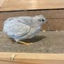 Button quail hatching eggs Image 2