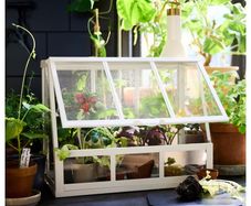 indoor greenhouse