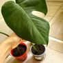 Monstera plants (25e if taking all) Image 5
