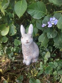 Garden rabbit