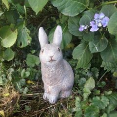 Garden rabbit