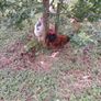 Young roosters Image 2