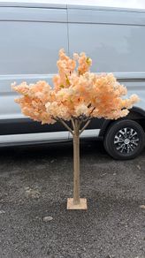 Peach Cherry Blossom Trees