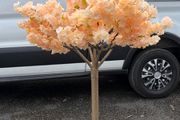 Peach Cherry Blossom Trees