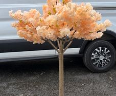 Peach Cherry Blossom Trees
