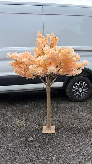 Peach Cherry Blossom Trees