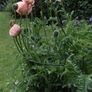 Quality Green Metal Plant Supports x 9 Image 4
