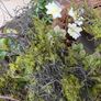 New 120cm length rustic twig and moss garland Image 5