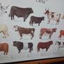1979 Frederick Warne "Farm Animals Cattle" framed print Image 9