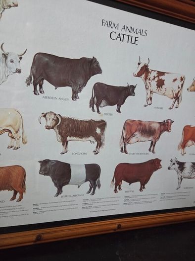 1979 Frederick Warne "Farm Animals Cattle" framed print