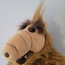 Alf Teddy Image 6
