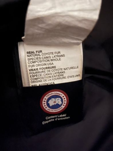 canada goose